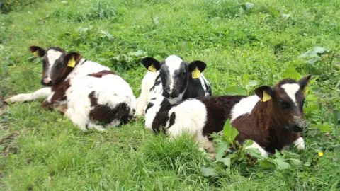 Photograph of three calves lying down in bright green grass. The two calves on the outside are brown and white, and the one in the middle is black and white. They all have yellow identification tags in their ears and are looking towards the camera with ears pricked. 