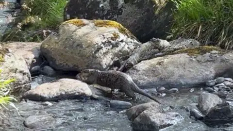 An otter scrambling across rocks in a burn
