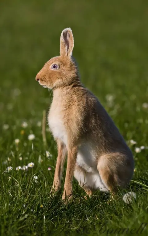 Northcoast Nature  Golden hare