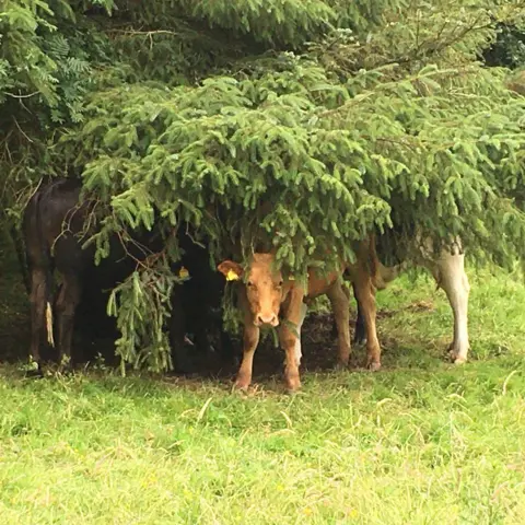 Allison Mangles Cows keeping cool under a tree