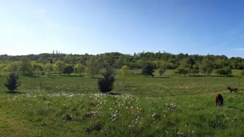 Meadow land with trees and cows grazing, seen on a sunny day.
