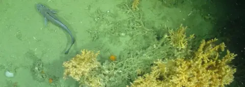 National Oceanography Centre  Fish and corals at pocket mounds