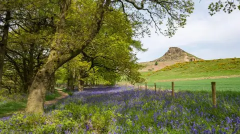 Getty Images Bluebells in bloom at Roseberry Topping, a popular scenic area of the North York moors national park.