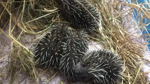 Brinsley Animal Rescue Hedgehogs