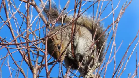 The grey squirrel is at the top of a tree with bare branches that are beginning to bud. It has a brown face with jet black eyes and its grey fur is flecked with white. Its tail has much longer hair and is brown, white and grey. The sky is bright blue behind it.