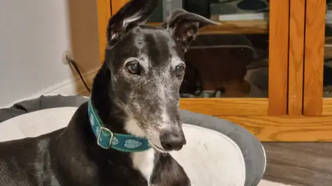 The face of a greyhound, sitting in a basket