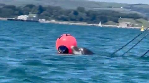 Dolphin tangled in buoy ropes off Portland beach