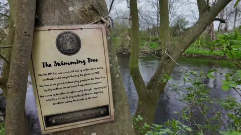 A tree with a notice on it which reads "The swimming tree" with a river in the background and green foliage.