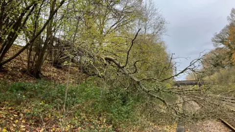 Network Rail A bank of trees alongside a railway line. One has toppled across the rails.