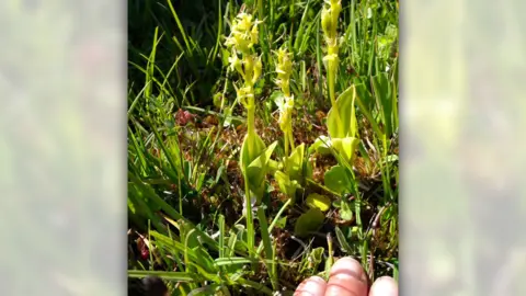 Plantlife Dune fen orchid