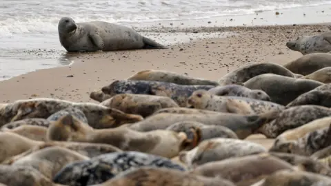 Seal found on North Yorkshire beach with fishing litter tangled