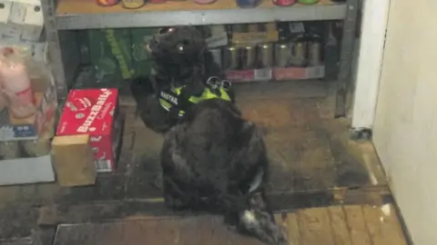 LDRS A black sniffer dog on top of a hidden compartment under some floor boards that is filled with contraband cigarerettes