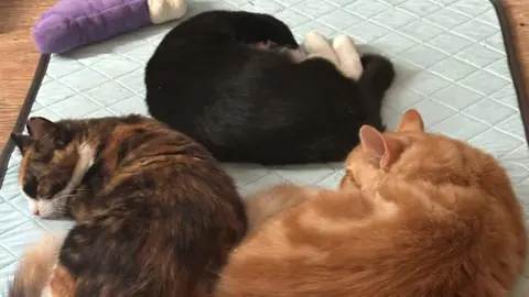 A picture of three cats - with ginger, calico, and black and white fur - sleeping in a circle on a blue padded mat, with a purple cat toy in the distance