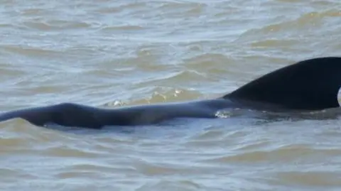 Whale in sea off Snettisham