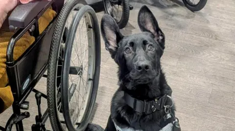 A black German Shepherd puppy is looking at the camera while sat next to a wheelchair.