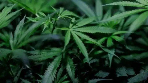 Close-up shot of dark green cannabis plants with palm shaped leaves.