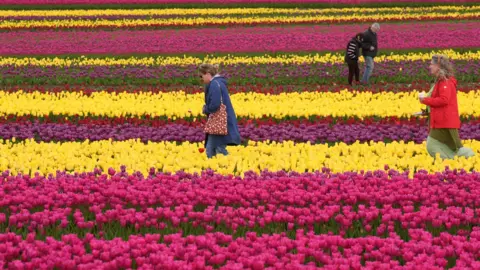 People walking in a field filled with pink, yellow and purple tulips