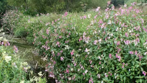 SISI Project Himalayan balsam