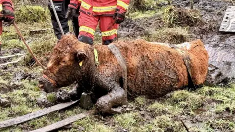 Hampshire and Isle of Wight Fire and Rescue Close-up of the mud-covered cow as it sits on the ground after being hauled out of the mud