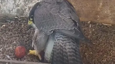 A female peregrine falcon peers down at a rust-coloured egg laid in a nest of pebbles. The bird is grey with a yellow beak, eyes and talons.