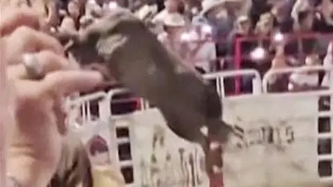 A bull jumps over a fence during a rodeo event in Sisters, Oregon