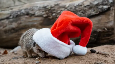 Tom Anders  A small meerkat popping its head into a large Santa hat, in an enclosure with a large tree trunk lying on the ground behind