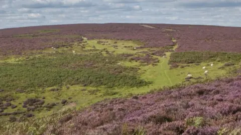 National Trust/PA Media Long Mynd
