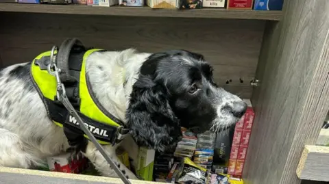 The dog, a black and white spaniel in a green high vis jacket, standing in a grey cupboard amongst stashes of counterfeit cigarettes