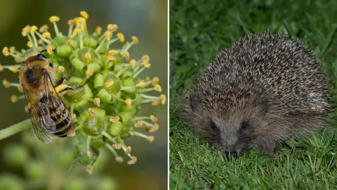 Paul Rule Ivy bee; hedgehog