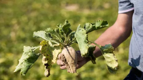 Getty Images Sugar beet affected by the yellowing disease spread by aphids