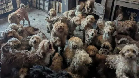  About 20 different poodle-cross dogs, all with shaggy coats in various shades of grey, white and tan, are seen crowded into one living space. One dog is seen howling, and another is seen sitting in what looks like a wood burner