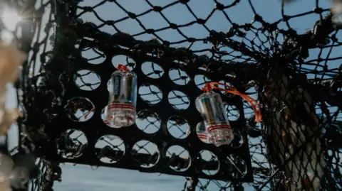 A fishing pot illuminated with lights during a study which showed scallops are attracted to fishing pots illuminated with lights