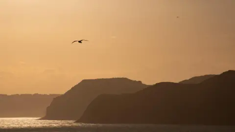 CobblerBob A golden hour picture of a coast line showing the land in silhouette whilst a lone seagull flies in the glowing orange sky