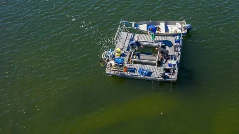 ObO ObO staff harvesting blue-green algae