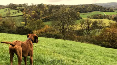 Weather Watchers/Philbert Nut A dog is standing on a grass hill looking over a valley and further hills. The trees are green and yellow.
