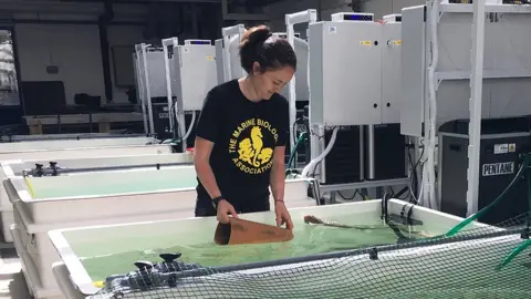 Marine Biological Association Emily