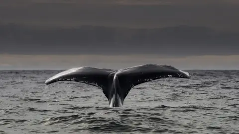Getty Images Humpback whale