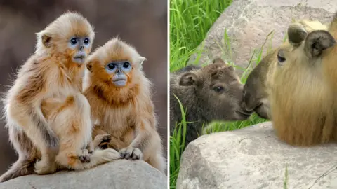 Getty Images Golden snub-nosed monkey (left) and gnu goat, or Takin (right)