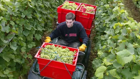 Camel Valley Wines 2017 Harvest at the Camel Valley winery in Cornwall