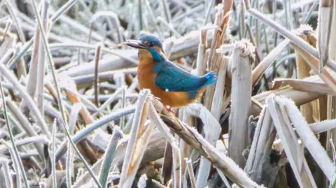 A Kingfisher sits among frozen reeds by the side of a river. The bird is small and at the centre of the image and is yellow with blue plumage and blue on its face. It has dark-coloured eyes and a light coloured beak with an insect in it. It is standing on a reed, which is frozen and others behind it are also covered in white frost.