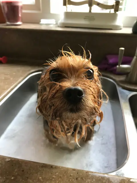 Sara Bickley A dog sitting in a sink full of soapy water