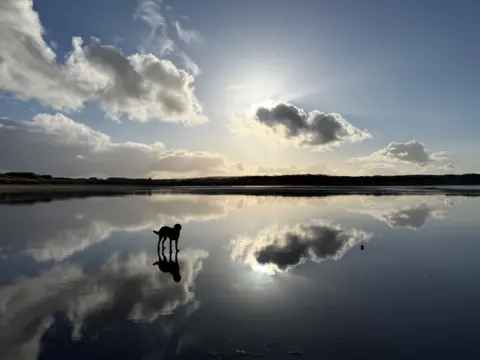 Richard Cooper Silhouette of a dog standing in shallow water on a beach with its reflection and the clouds reflected in the still water