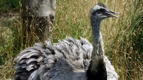 Drone called in to hunt for runaway Lincolnshire rhea bird