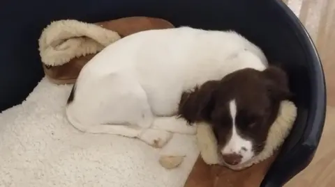 The Thin Blue Paw Foundation Red is curled up in her bed with her eyes shut. She has a white coat and brown face and ears. 