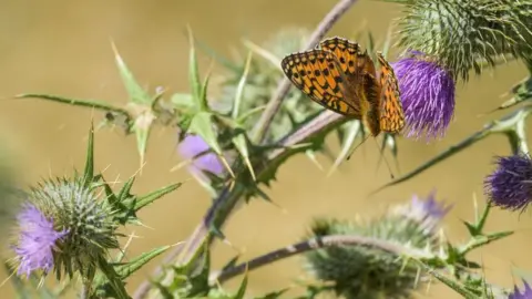 Michael Scott and Caters News Dark green fritillary National Trust Peak District