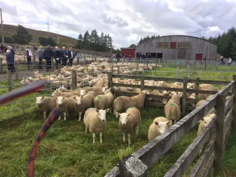 BBC Naidheachdan Lairg sheep sales