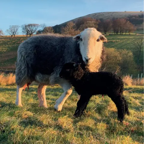 James Rebanks A sheep and a lamb