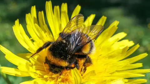 Getty Images Bee on dandelion flower