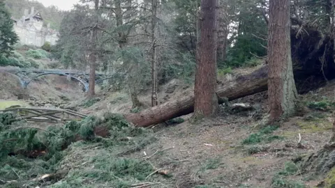 National Trust The Douglas fir lying on the ground. Its roots have turn up the earth to the right of the picture. Its leaves are lying in the stream to the left. A small wooden bridge and the Iron Bridge can be seen in the distance.