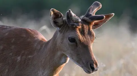 An image of a deer, in a field, the deer is side on, light brown in colour. It has the beginnings of antler growth.
